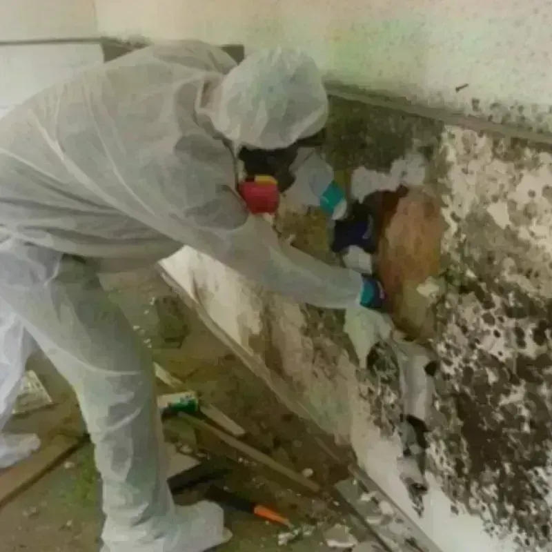 Mold Remediation and Removal in El Dorado, KS